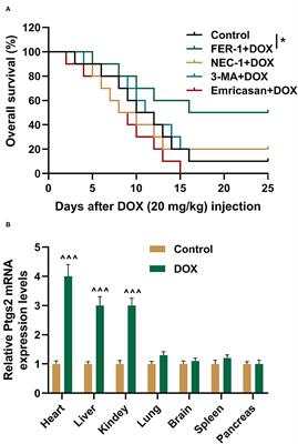 Protective Effects of Dexazoxane on Rat Ferroptosis in Doxorubicin-Induced Cardiomyopathy Through Regulating HMGB1